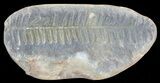 Pecopteris Fern Fossil (Pos/Neg) - Mazon Creek #72348-1